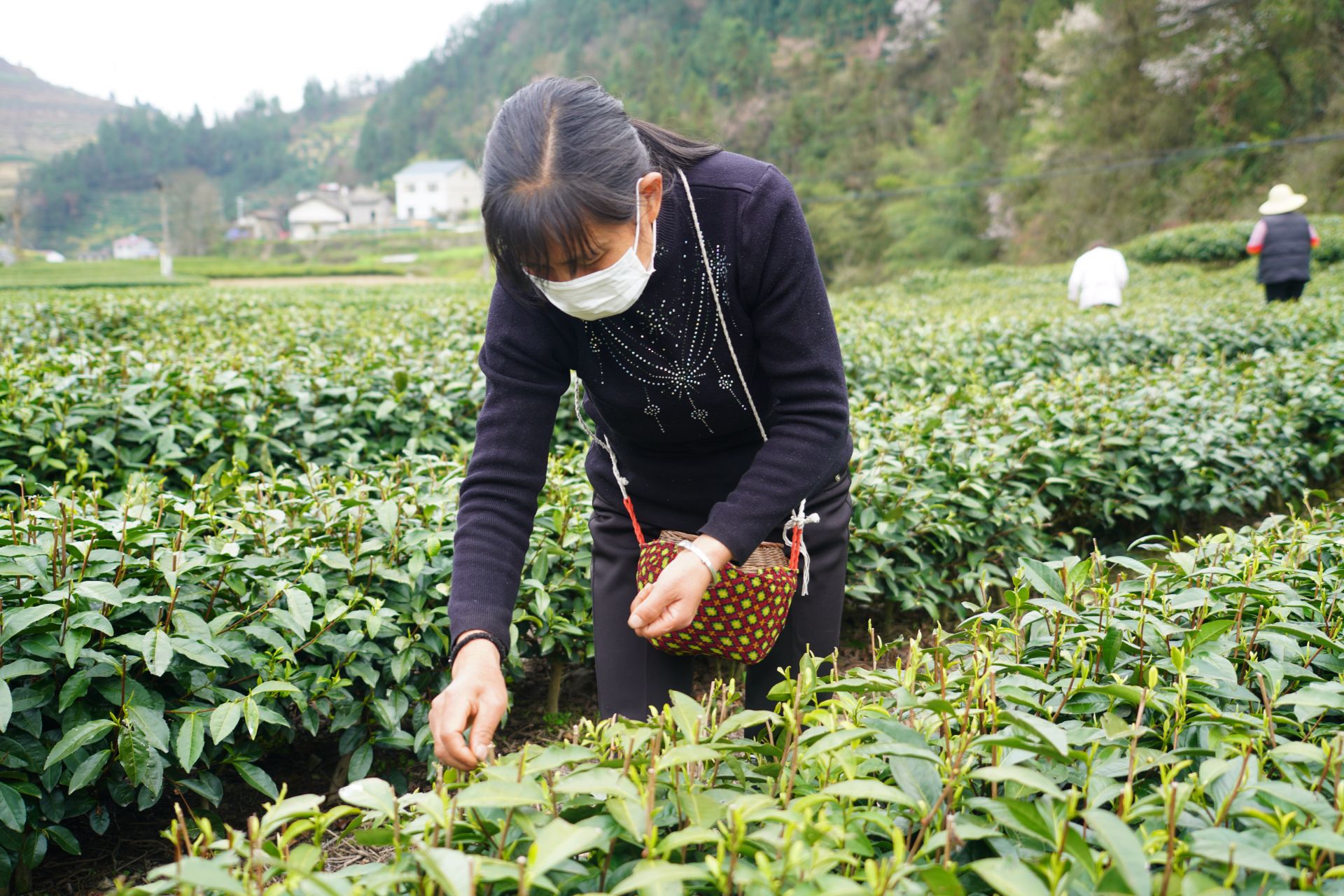 九畹溪丝绵茶图片