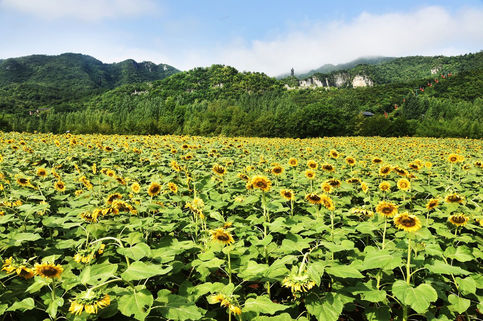 【每日一景】湖北南漳:向阳花开 襄阳花海