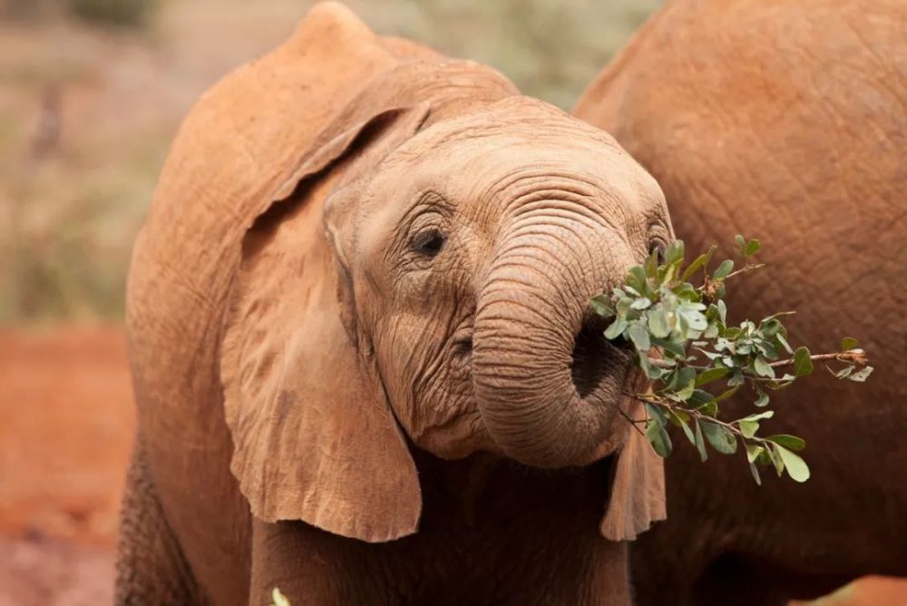 这些动物园里的"标配"动物,早已是濒危物种了