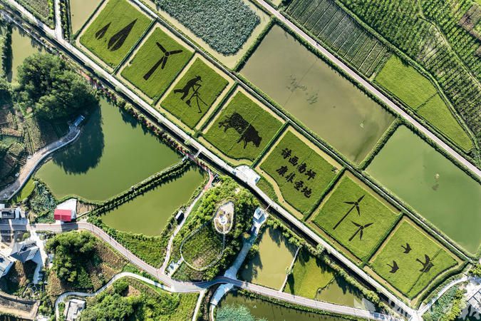 【热点关注】利川:万亩稻田 丰收在望