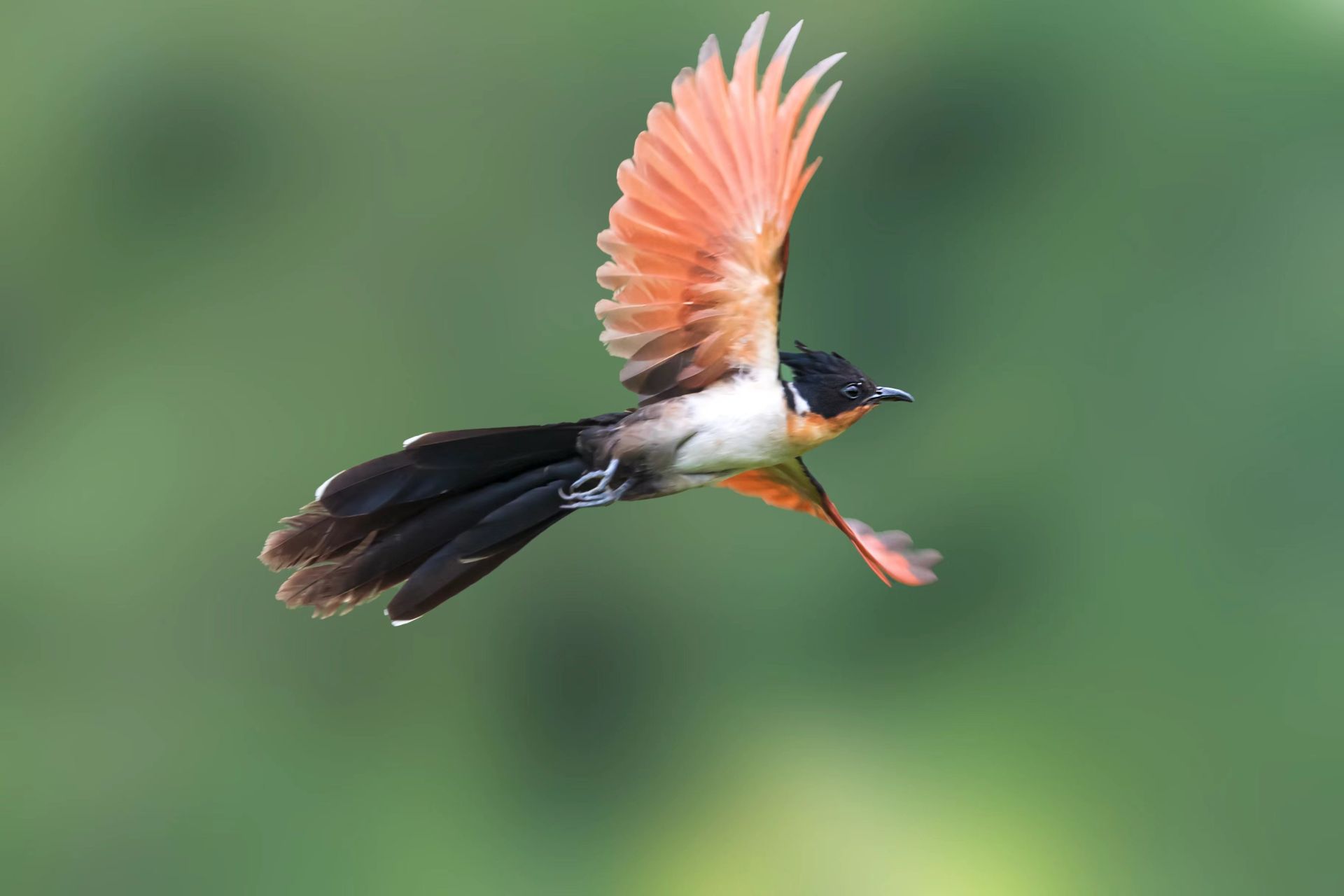 湖北南漳:头戴"凤冠"的红翅凤头鹃