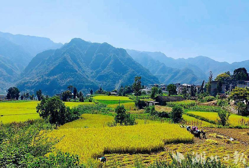 【热点关注】巴东县溪丘湾乡甘家坪村:打谷子了!