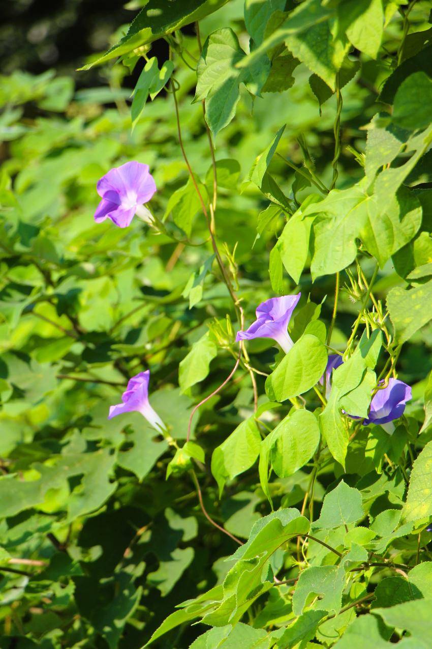 热点关注 云梦 秋日迷人牵牛花美不胜收