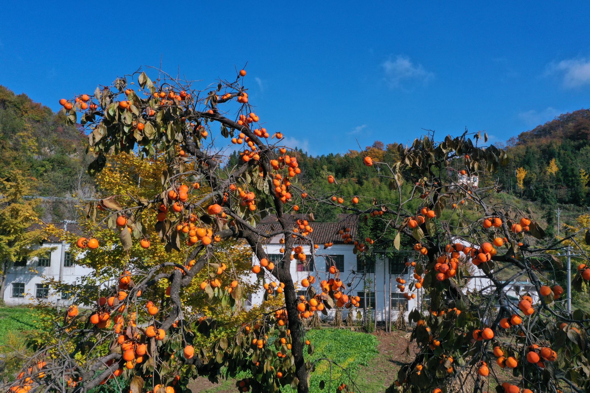 湖北南漳:山乡秋景如画来