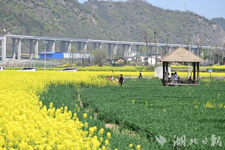 热点关注郧阳五峰乡万亩油菜花海等您来