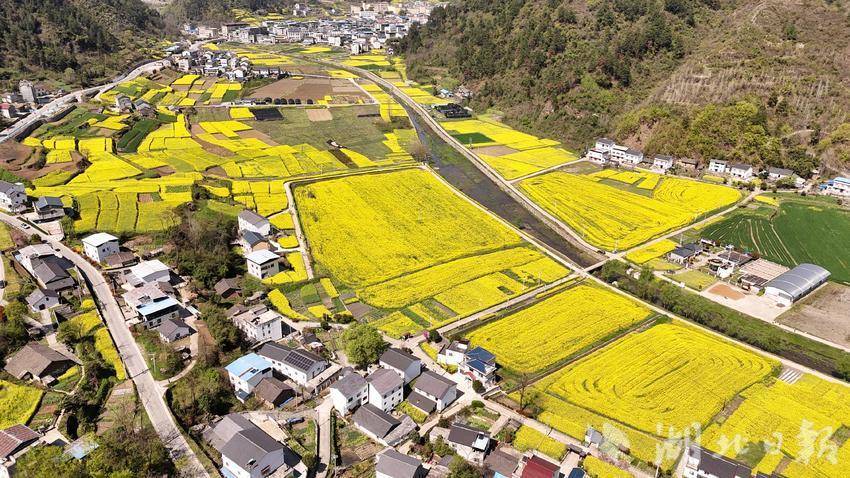 热点关注郧阳五峰乡万亩油菜花海等您来