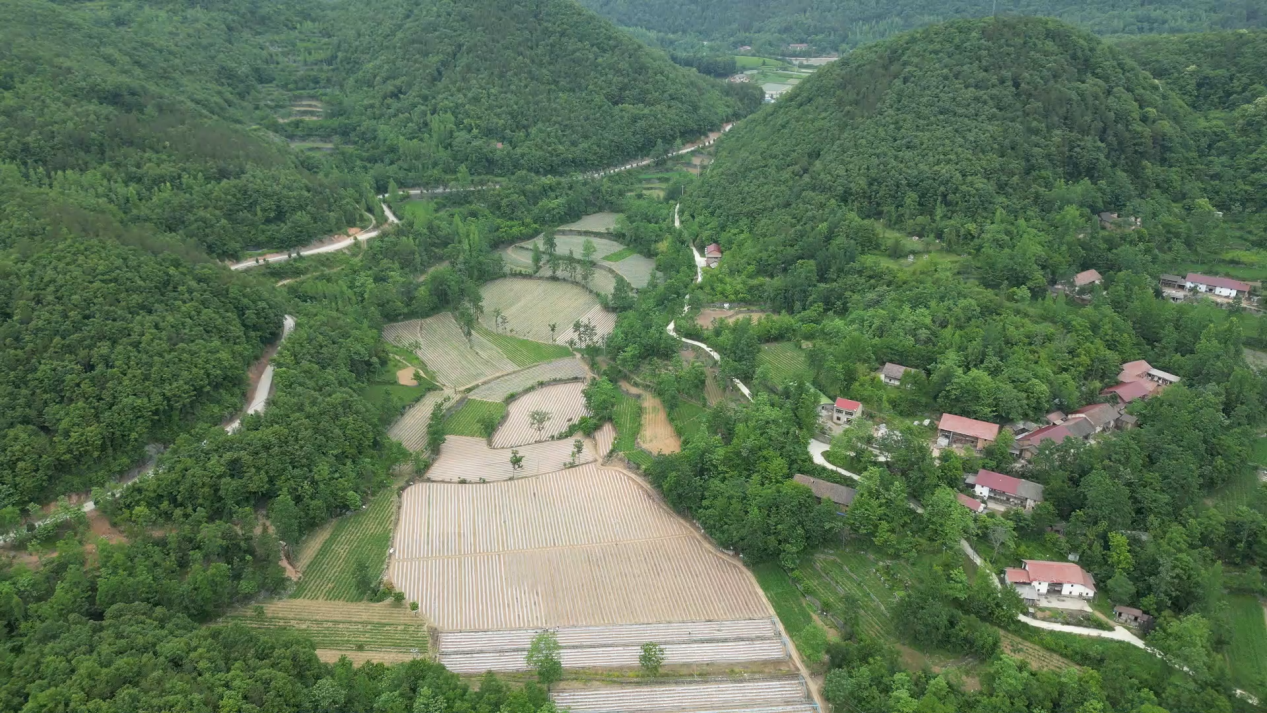 板桥镇:高山蔬菜种出好"钱"景