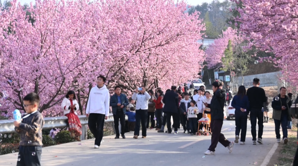 春日限定：老君山下，“粉霞”漫谷待君来 