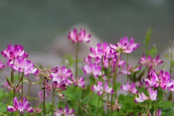 峡谷小溪边的花儿