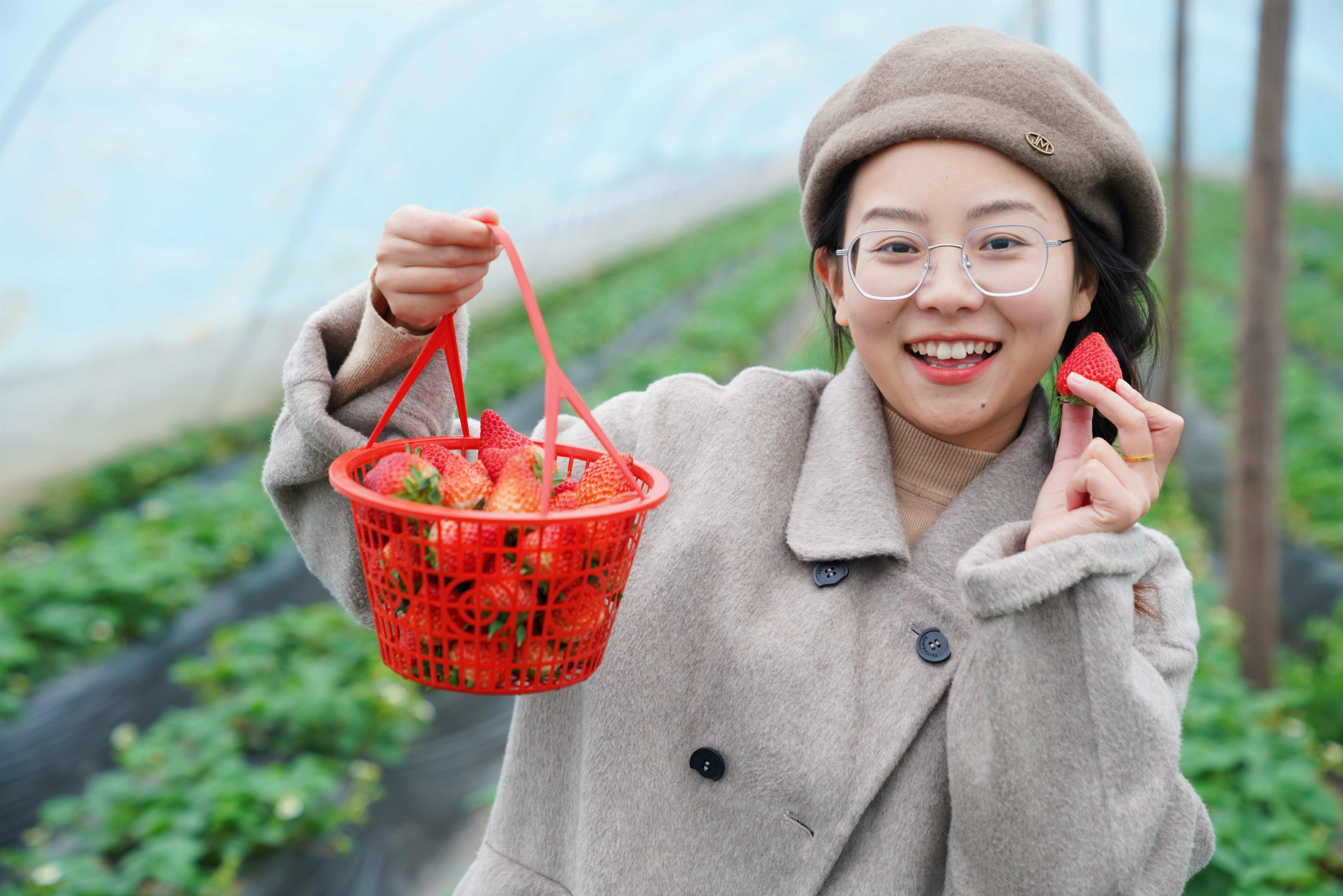 图集 | 湖北枝江：草莓“甜蜜登场” 开启冬日美好时光