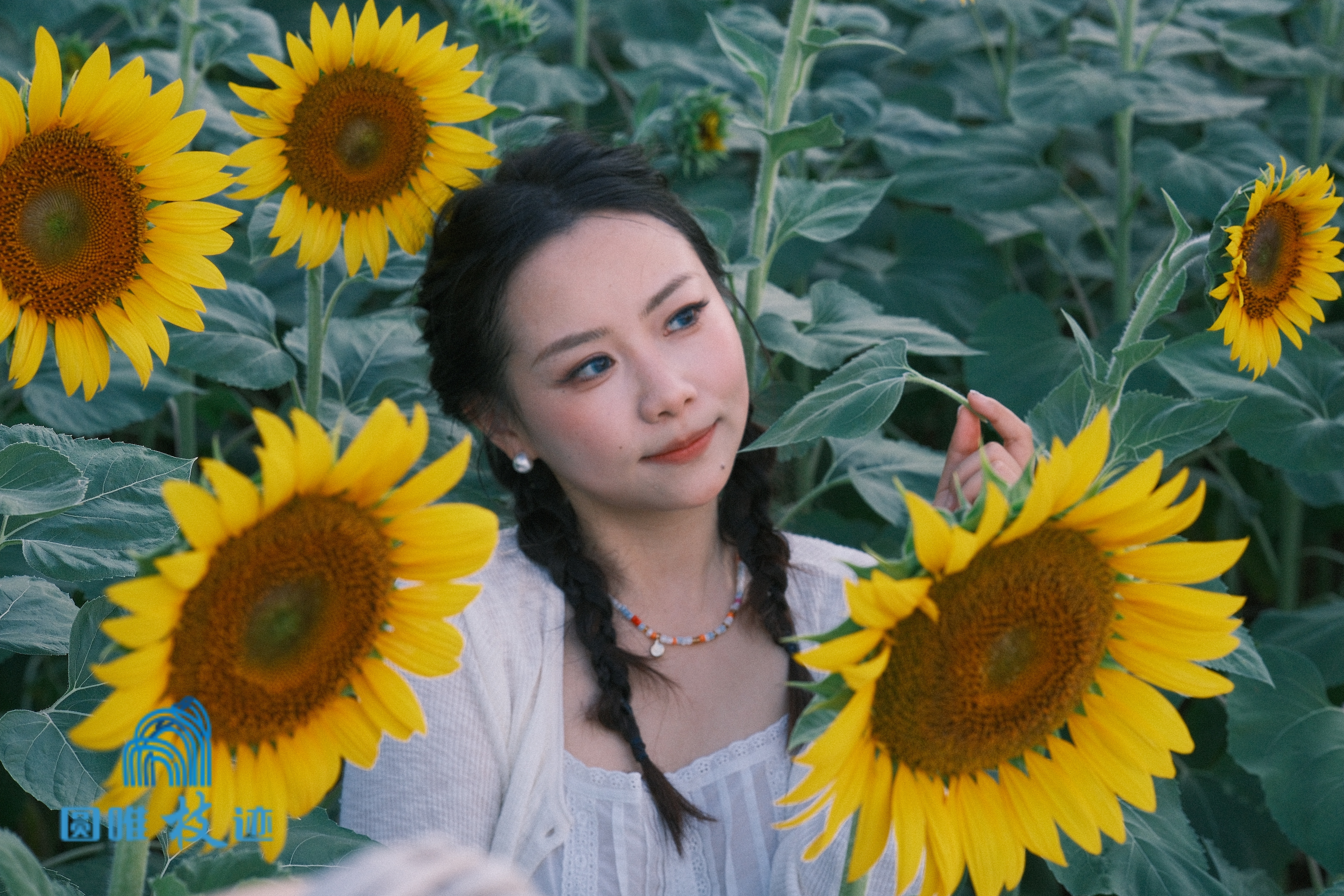 图集 | 湖北枝江：闯入梵高的调色盘！向日葵花季开启