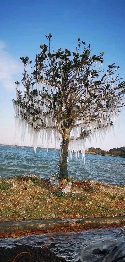 城区新闻东湖结冰了冰冻的树木近距离感受下