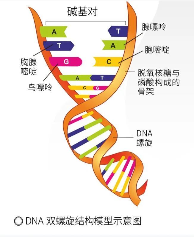 斑点和条纹的基因密码