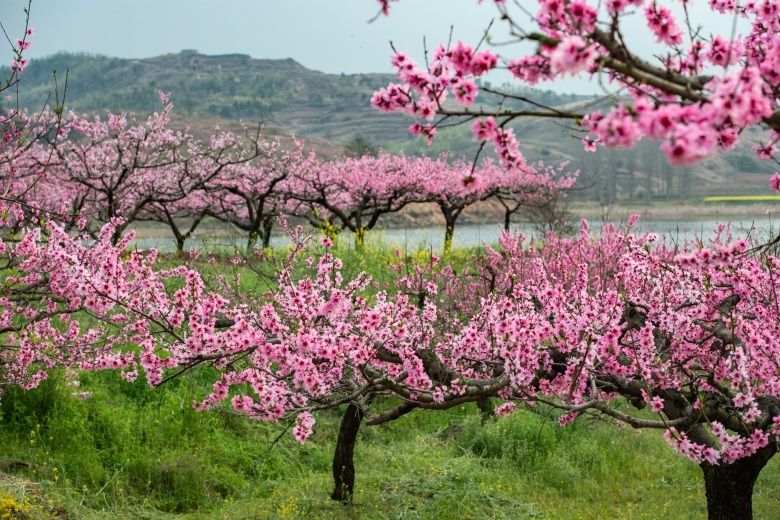 枣阳:帝乡寻春意 桃树花正红