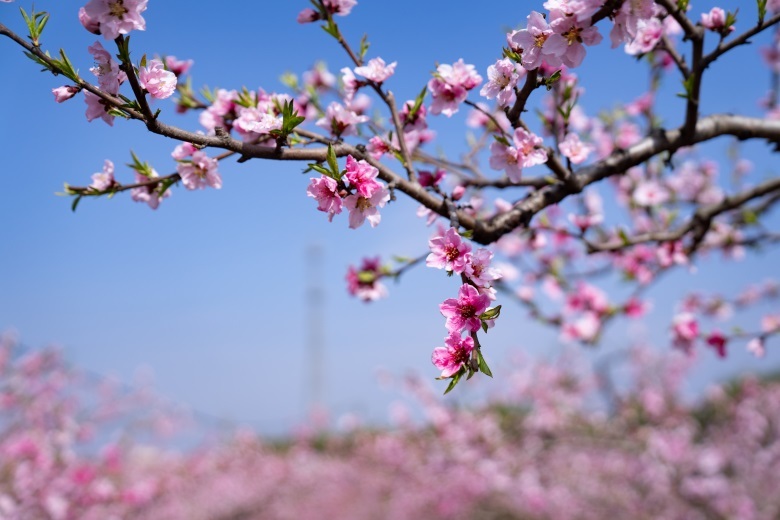 枣阳:帝乡寻春意 桃树花正红