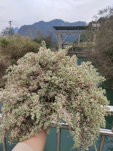 摄黄花饭,是用一种在我们当地名叫"黄花树"的野生植物的花束煮出的饭