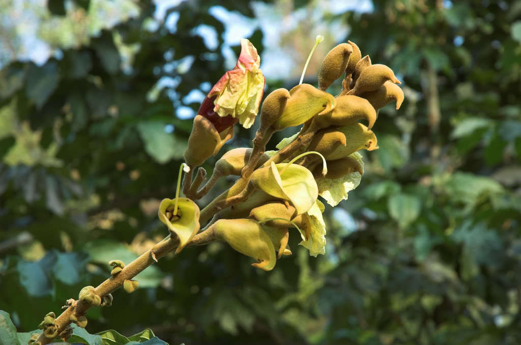 紫葳科常绿乔木,高10—15米