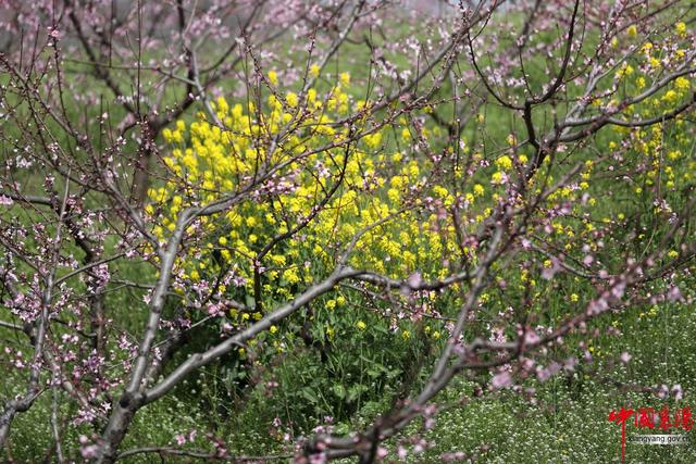 行进荆楚·见证变化——淡中有味清中贵 水乡花都老河口