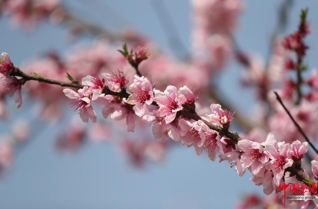 行进荆楚·见证变化——淡中有味清中贵 水乡花都老河口