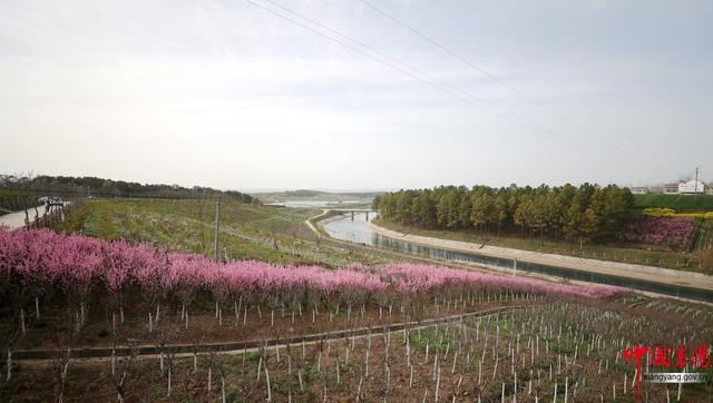 行进荆楚·见证变化——淡中有味清中贵 水乡花都老河口
