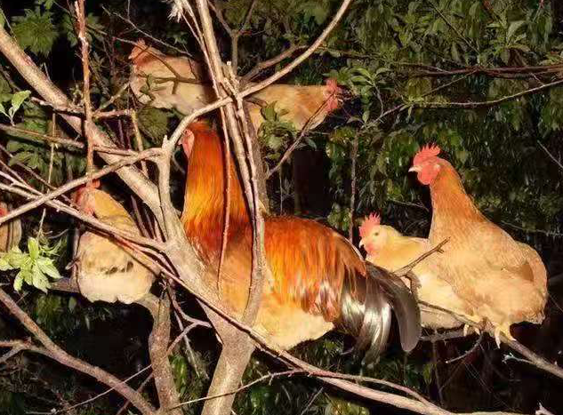 睡在树上的鸡你见过吗? 襄阳农民养的鸡神了!