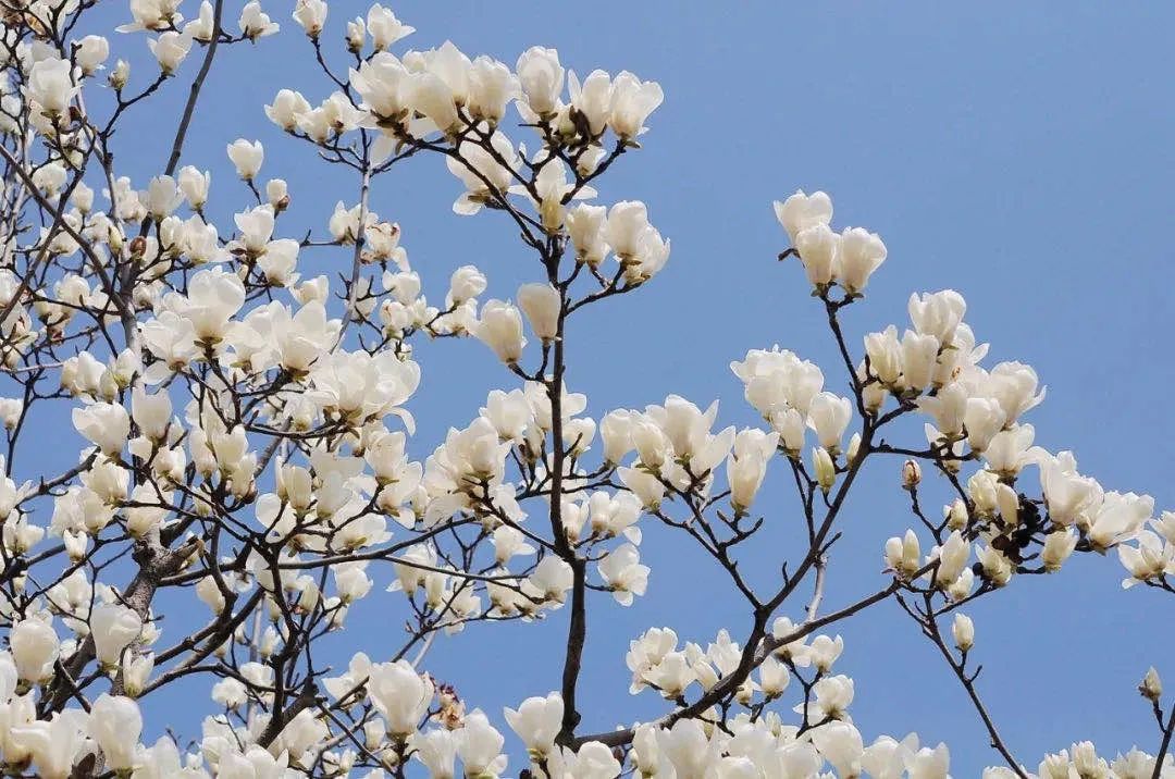 也意味着襄城进入了初春当白玉兰的洁白花朵微绽之时襄阳的花期较往年