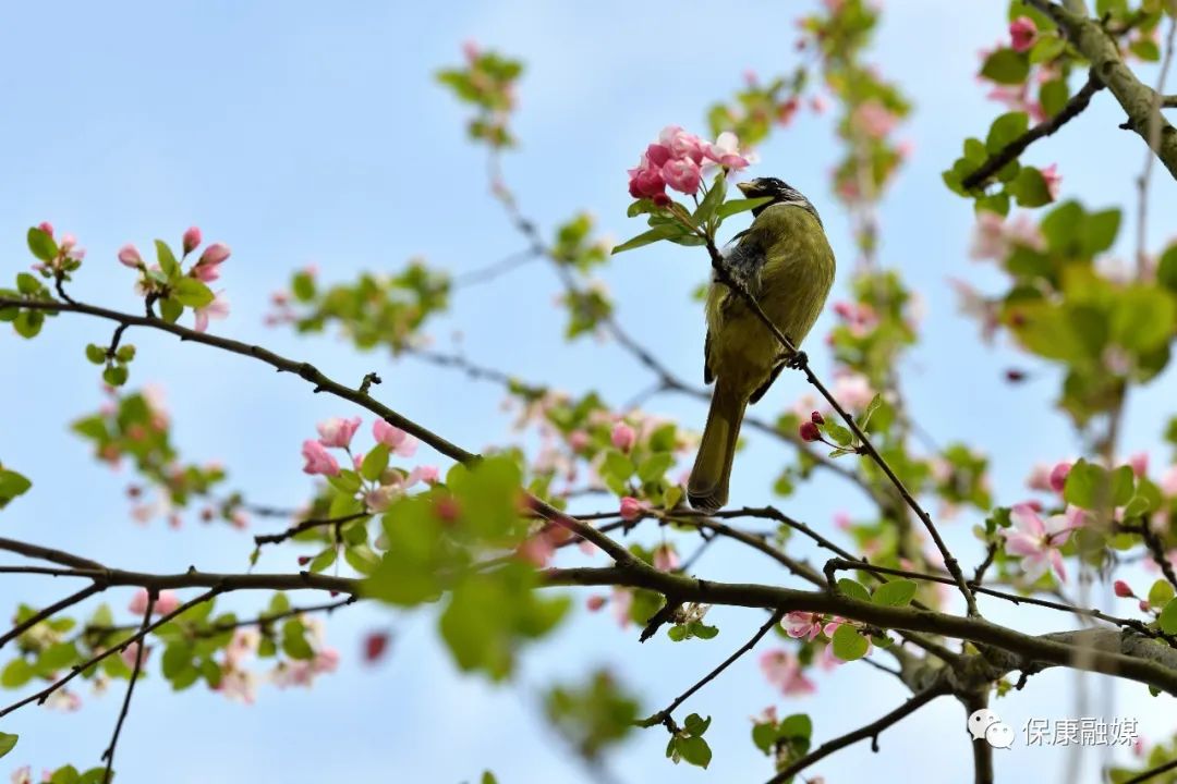 春暖花开时,莫负好春光!春天的保康,美得让人窒息