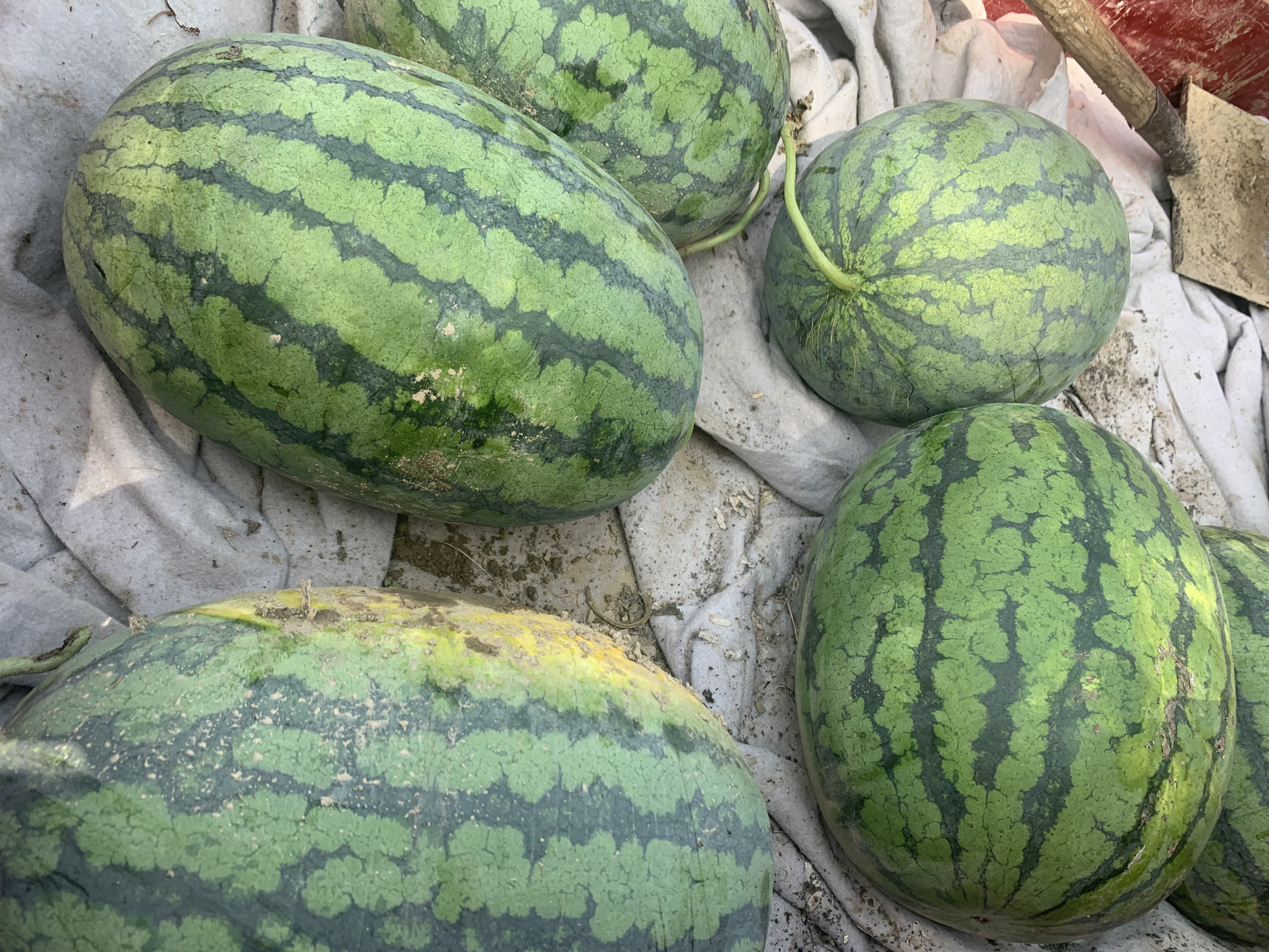 个大味甜巨龙西瓜你吃过吗