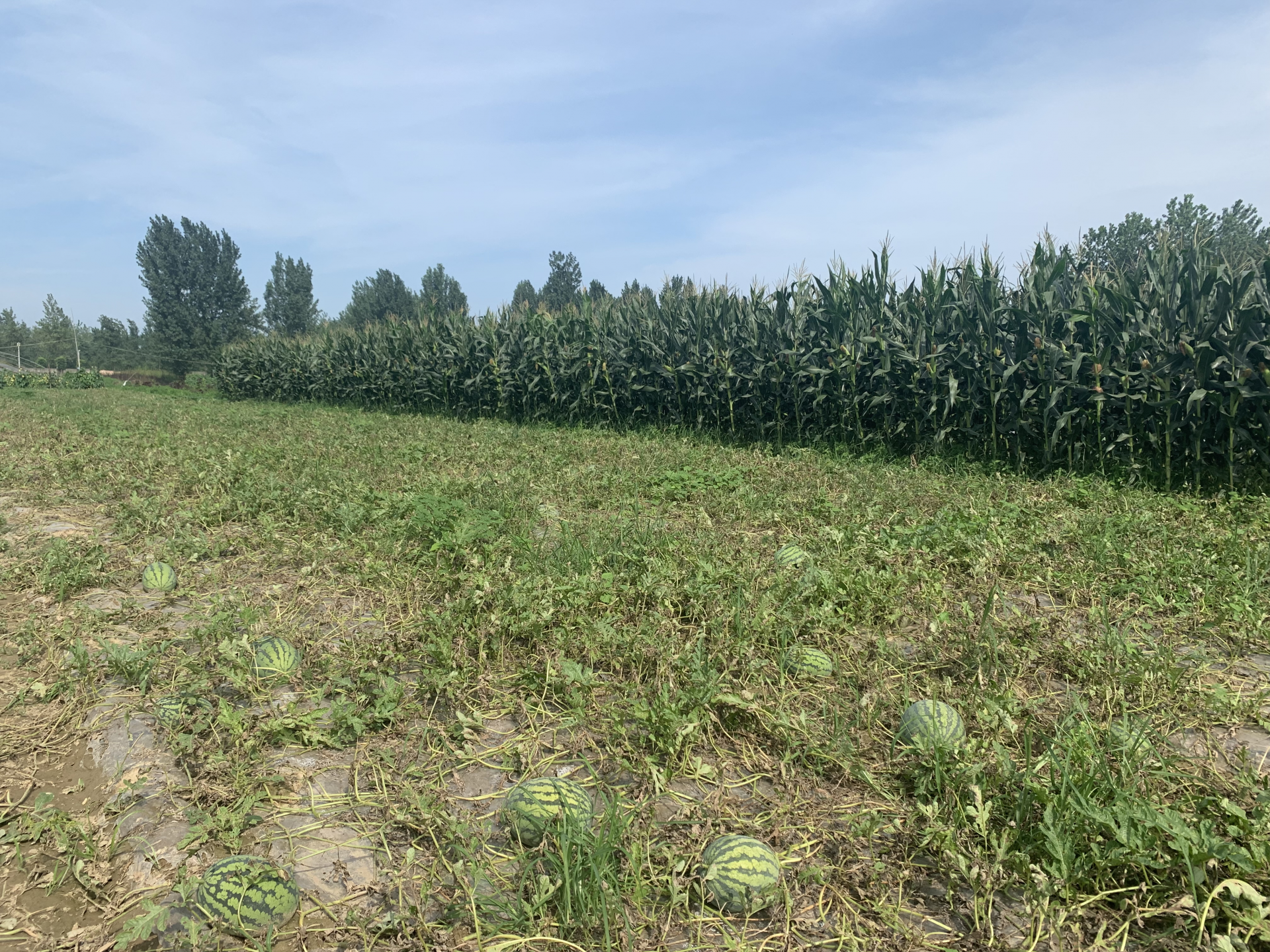 个大味甜巨龙西瓜你吃过吗