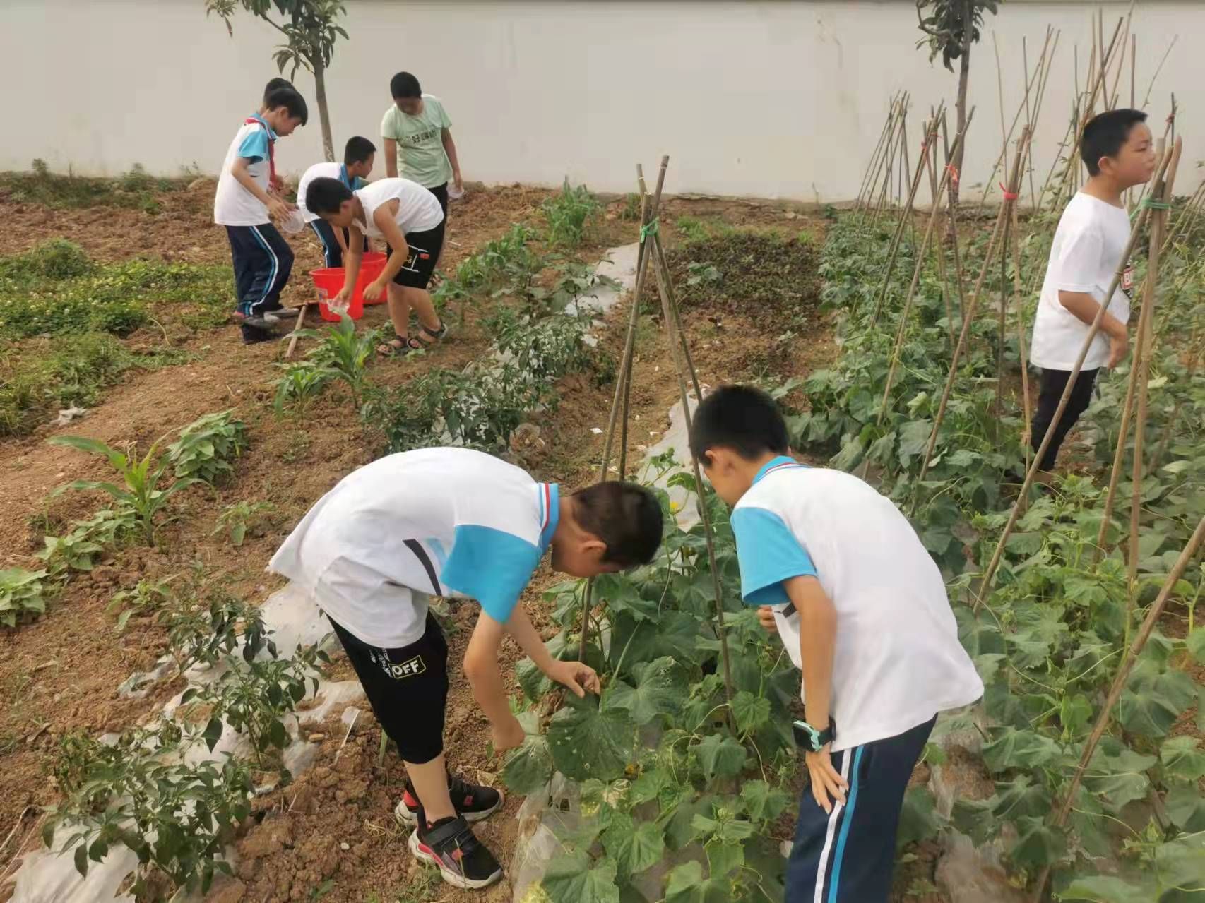 襄阳官庄小学图片