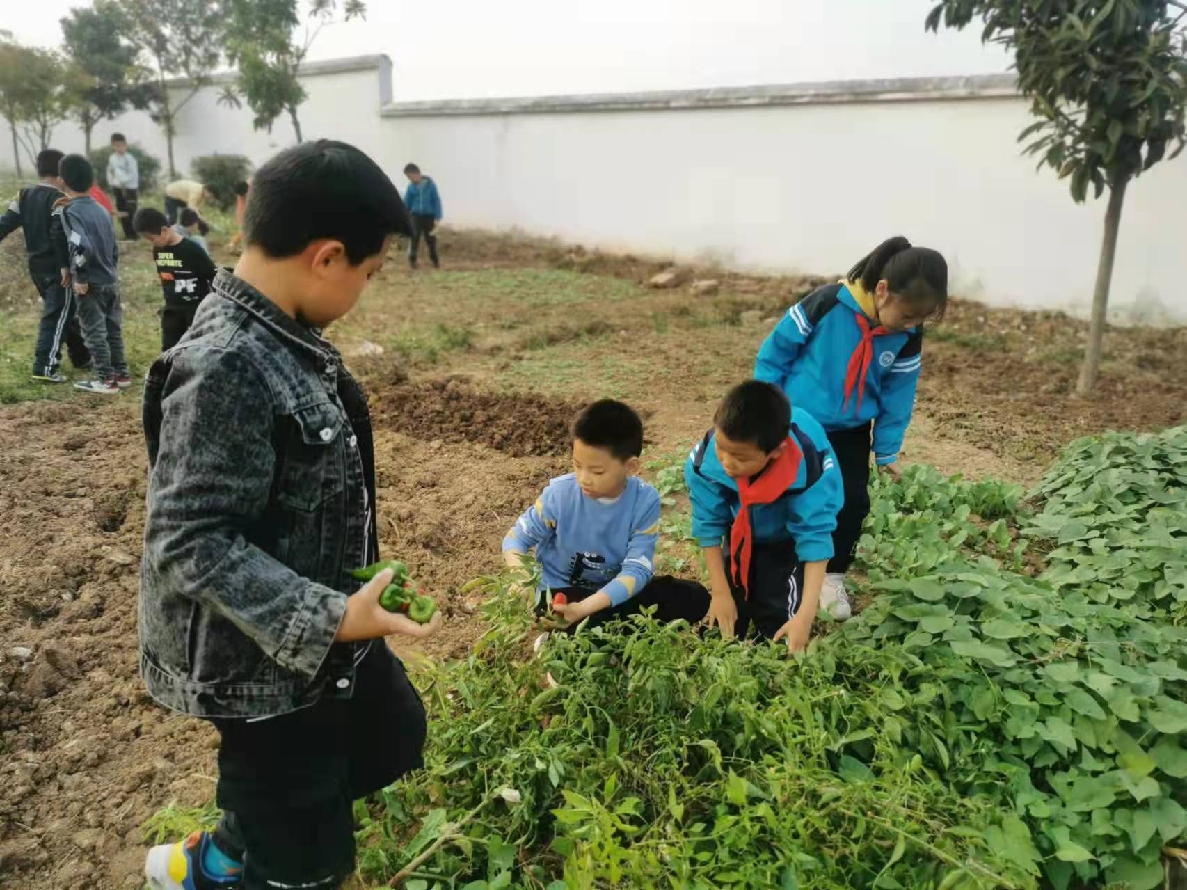 襄阳官庄小学图片