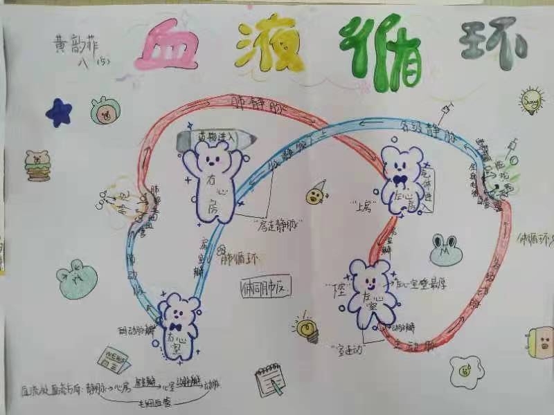 厉害!学生手绘心脏血液循环图