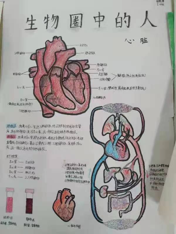 人体器官心脏手抄报图片