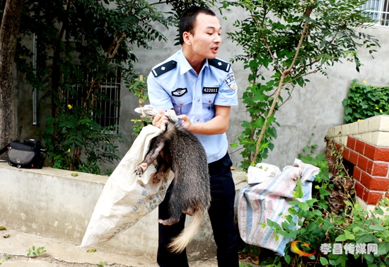 孝昌农民捕获一只省级重点保护动物猪獾主动交给当地森林