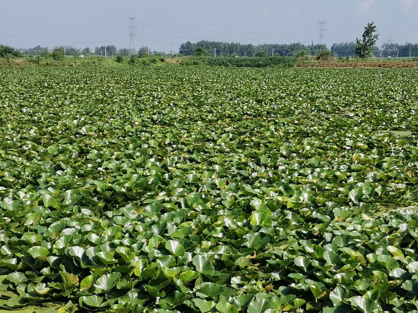 睡莲种植合作社将黄渡,伍湖及周边村的13户建档立卡户全部聘请到基地