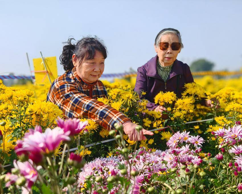 湖北云梦：金秋菊花开 如诗如画引人来