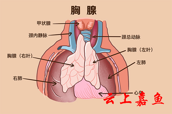 胸腺照片图片