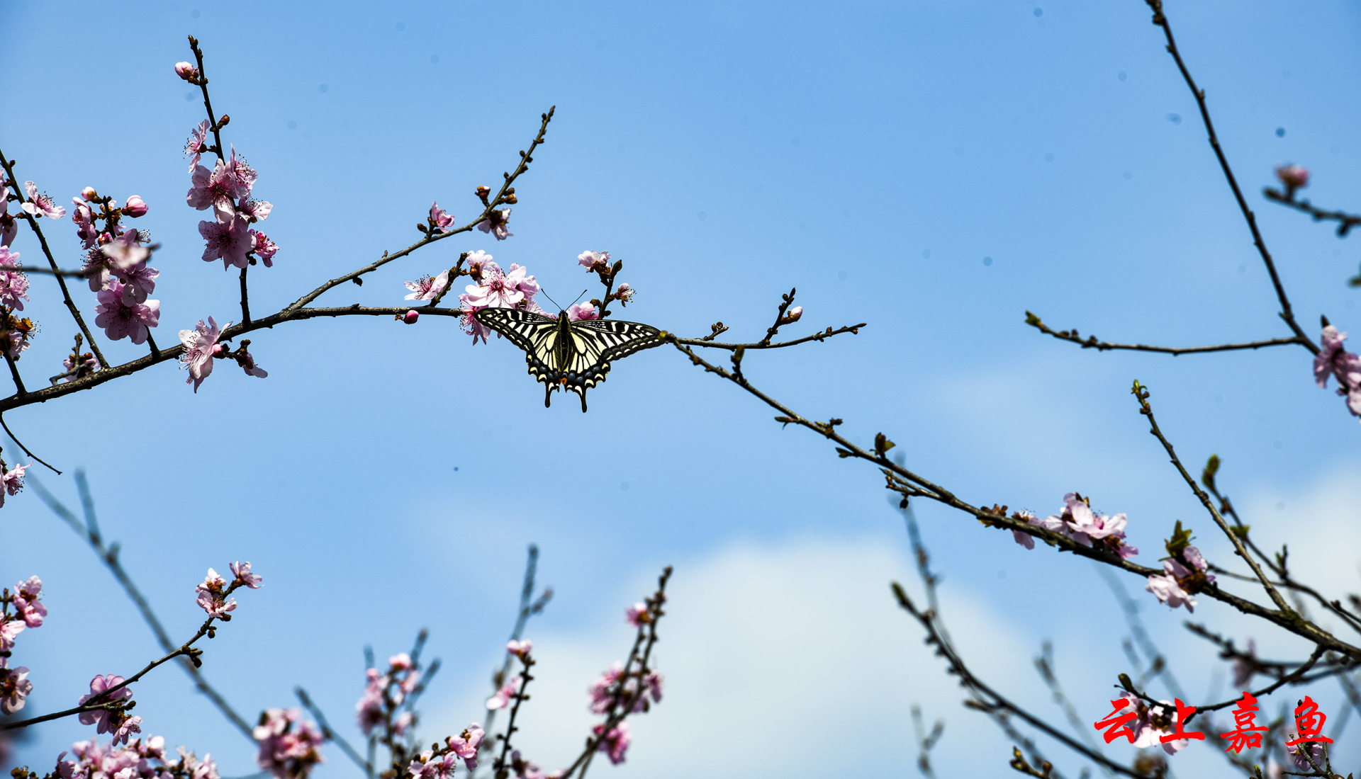 三月嘉鱼人间芳菲春池嫣韵