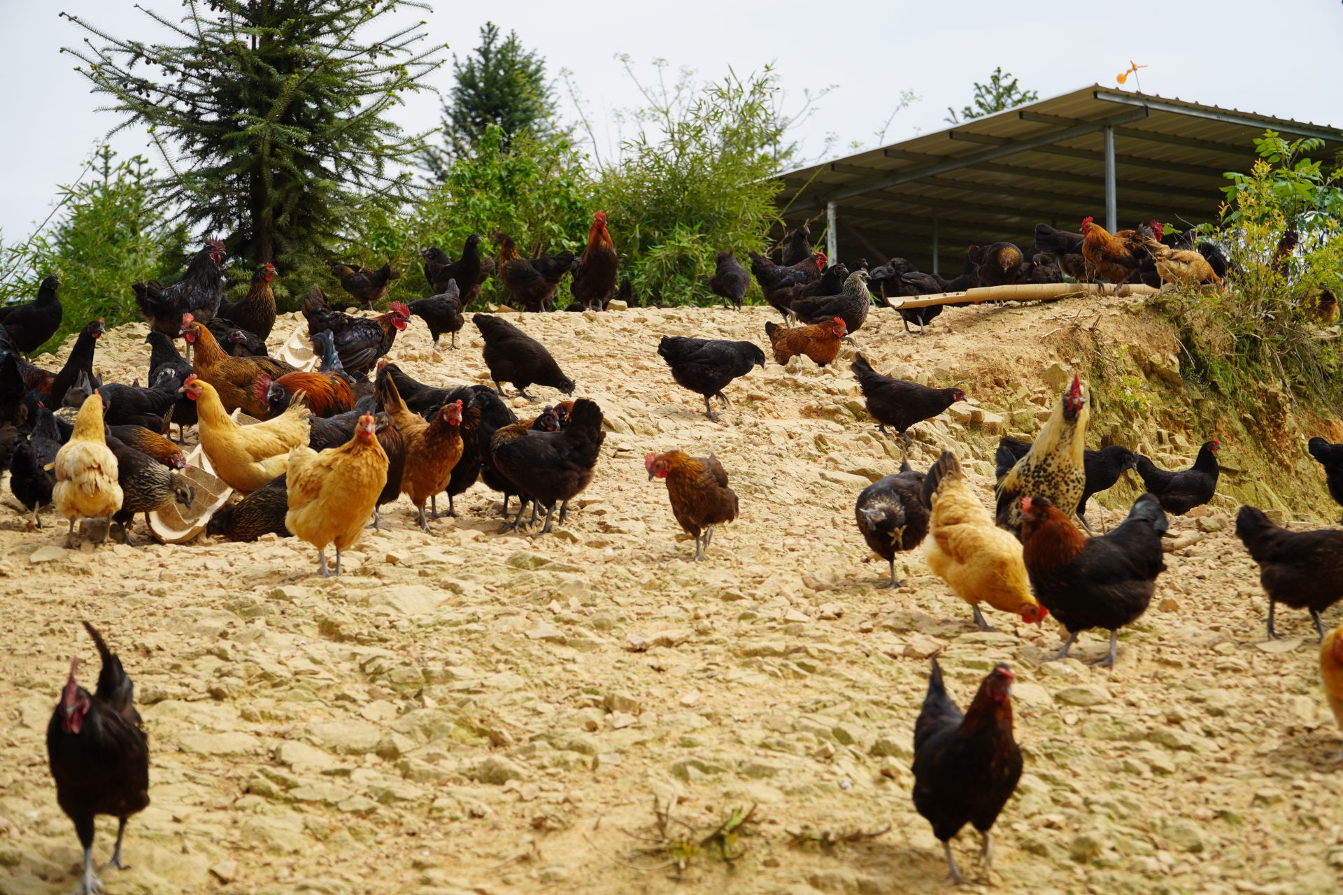 如今郑普雄的土鸡养殖,已成了家乡的一道独特风景,郑普雄的养鸡技术