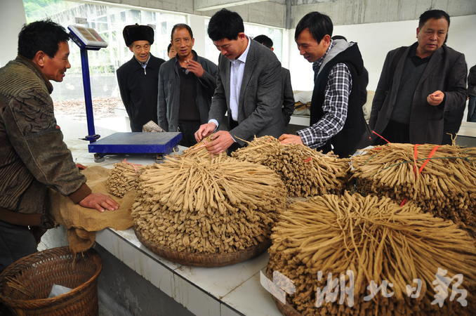 药材收购商在板桥镇农贸市场上收购党参