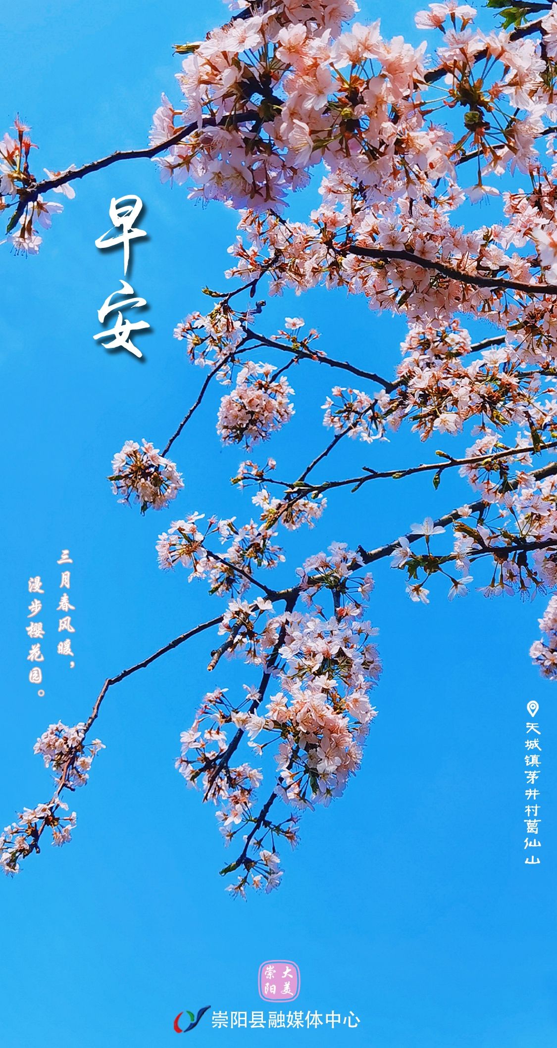 早安·大美崇阳——三月春风暖，漫步樱花园