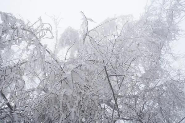 最新预报!武汉将迎大到暴雪