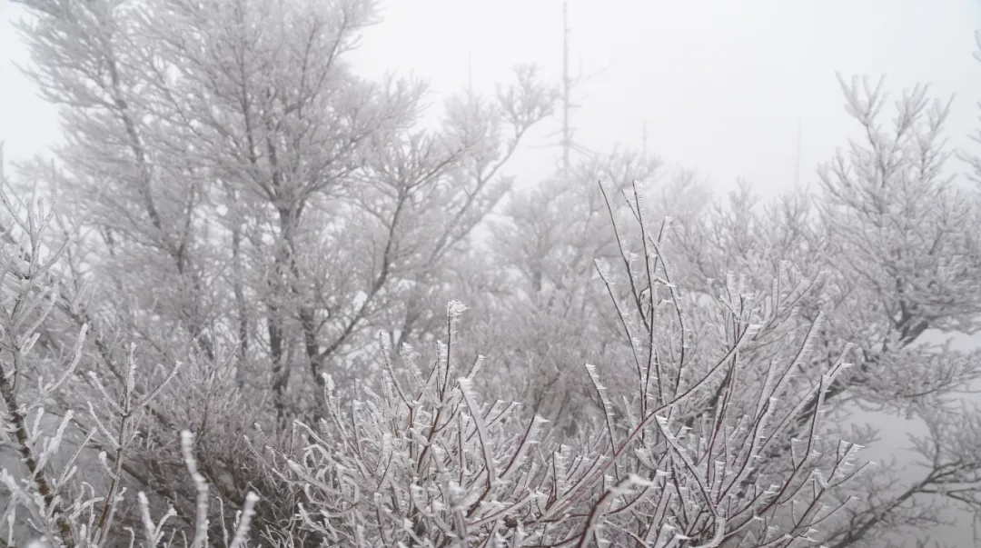 最新预报!武汉将迎大到暴雪