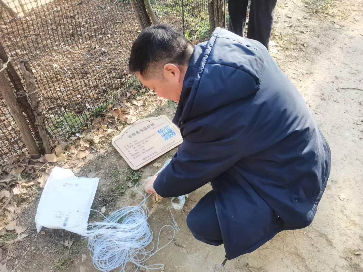 市检察院和林业局来烟店镇对柏路村古柏树群挂牌保护2