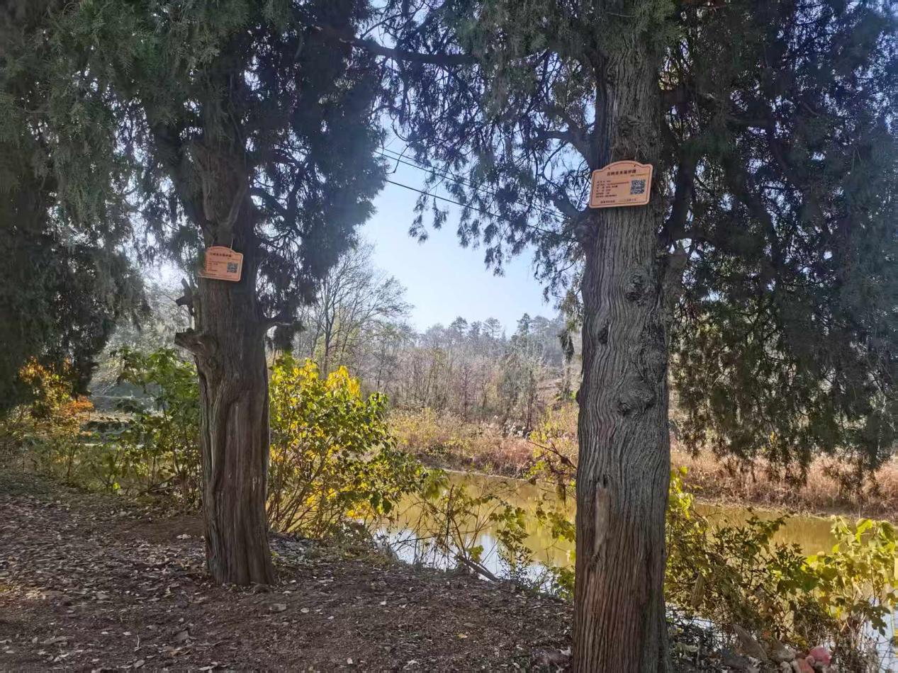 市检察院和林业局来烟店镇对柏路村古柏树群挂牌保护