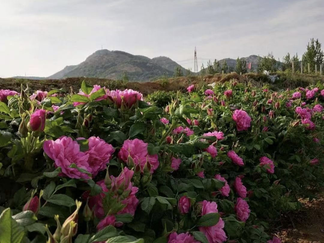 240a9d2ee0ed472feb15736a5caec1c