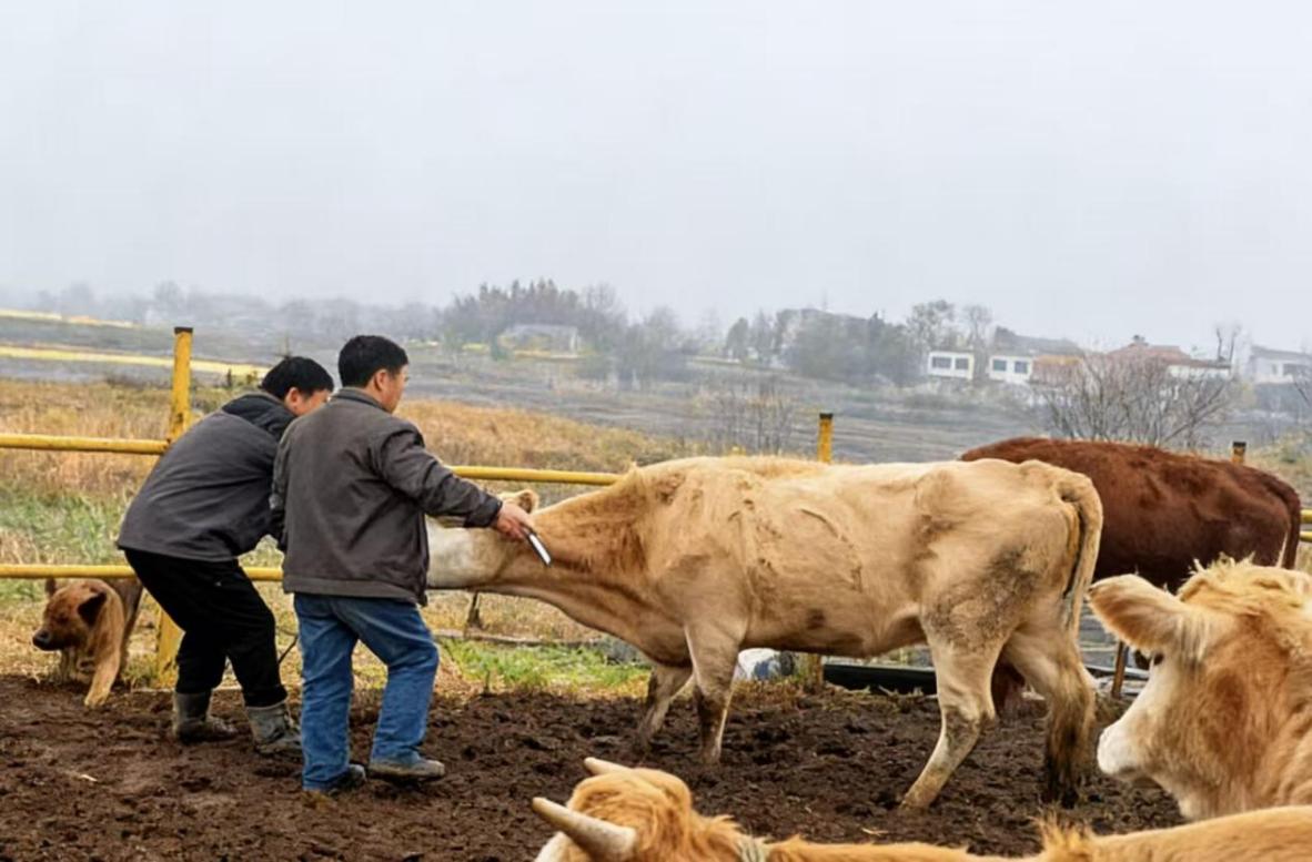 8677b4e96bb78043a041196449d56d31