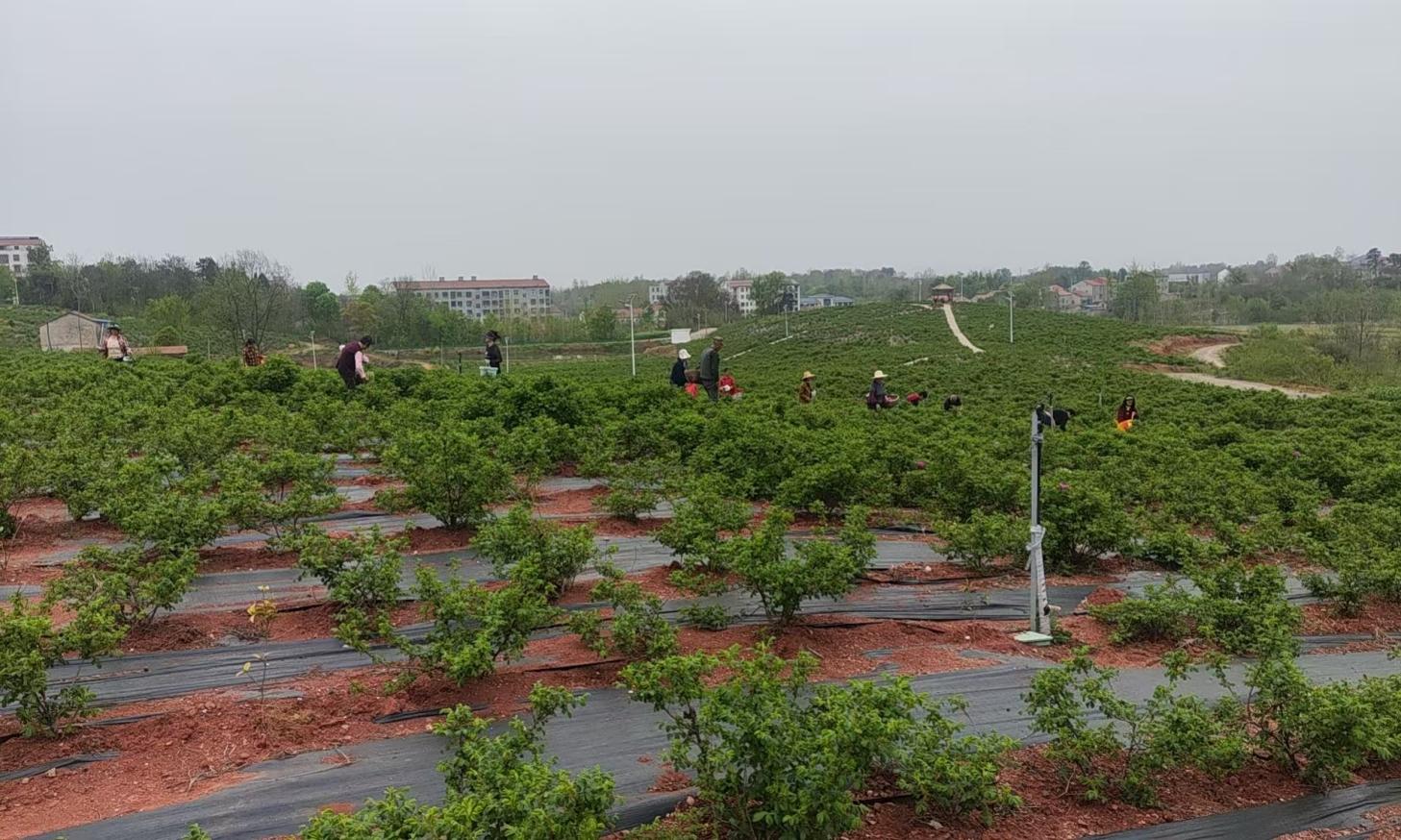 99c18efc855eb43f3cd5a0d7239dd5d