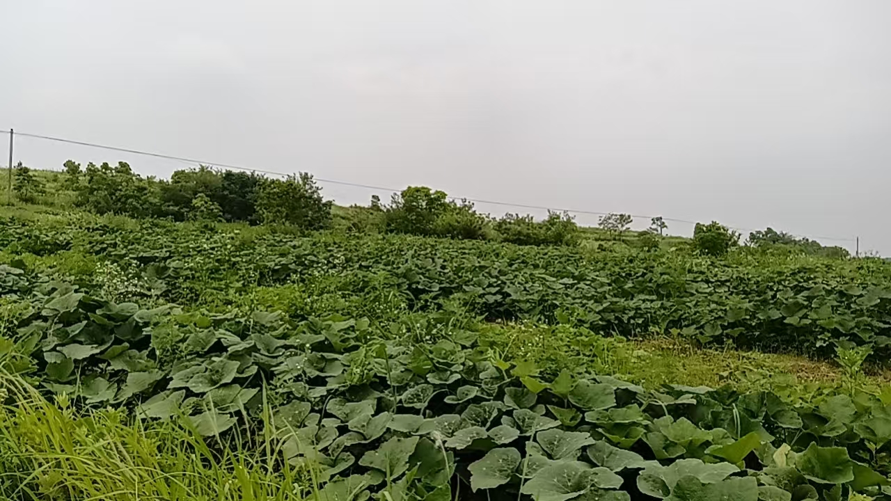 e2fa39340f8c216a44b230d19e079215