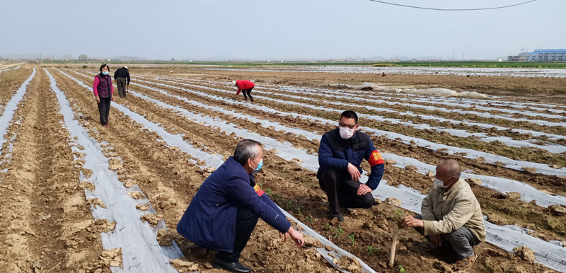 枫树的种植方法和注意事项图片